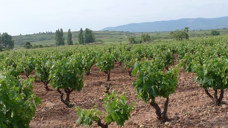 P1490006.JPG - Vignobles de la Rioja