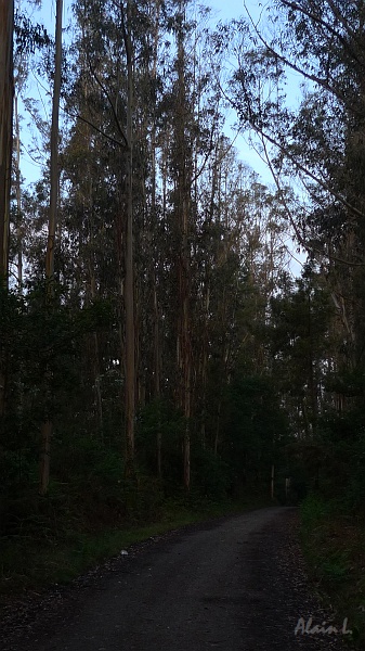 P1720008.JPG - Forêt d'eucalyptus