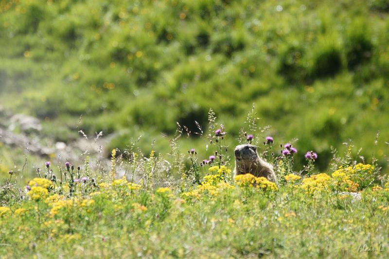 DSC00609.JPG - Marmotte curieuse