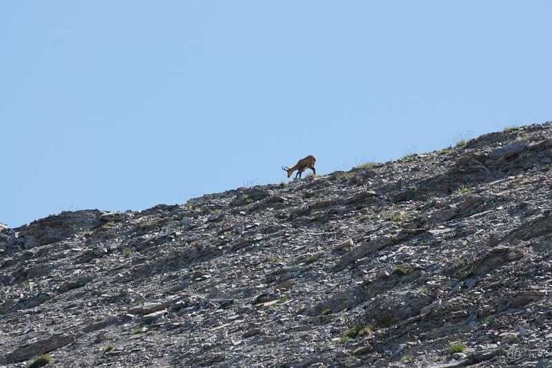 DSC00852.JPG - Premier chamois