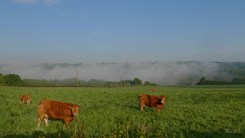 P1190002.JPG - Brume dans la vallée de la Creuse, mais les limousines semblent plus intéressées par ce drôle de pèlerin qui les regarde