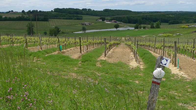 P1310011.JPG - Premières vignes