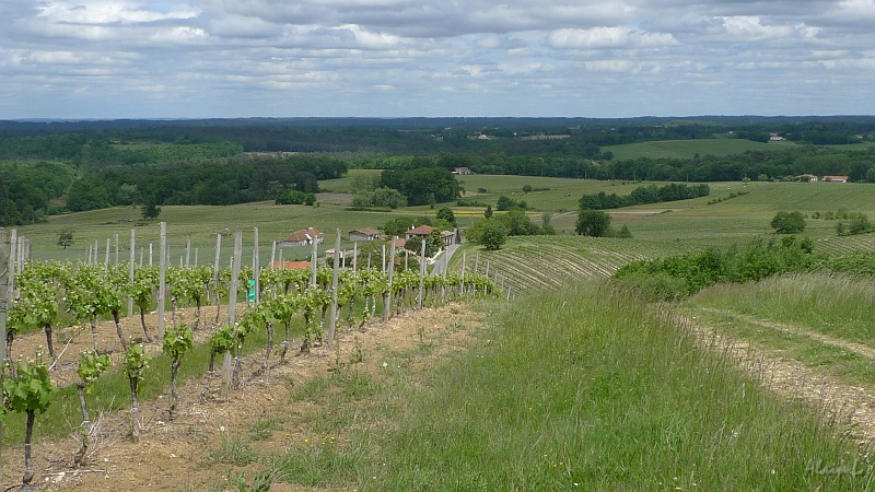 P1310012.JPG - Premières vignes