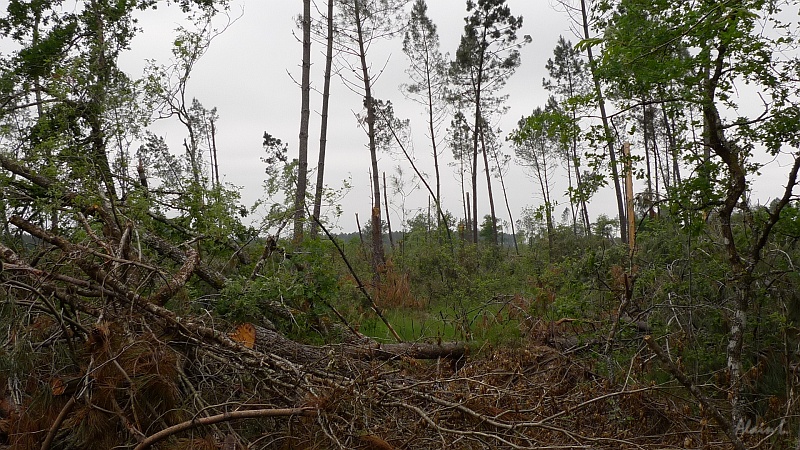 P1350006.JPG - La forêt des Landes a subi de gros dégats lors de la tempête de janvier 2009