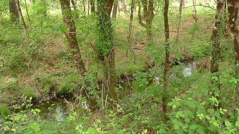 P1350008.JPG - Un ruisseau des Landes, chargé de moustiques