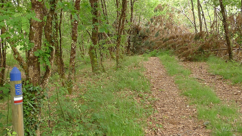 P1350009.JPG - Un arbre obstrue le chemin, nous obligeant à gagner la départementale la plus proche pour contourner l'obstacle