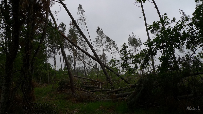 P1350010.JPG - La forêt des Landes a subi de gros dégats lors de la tempête de janvier 2009