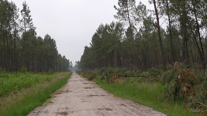 P1360001.JPG - Les chemins rectilignes de la forêt des Landes