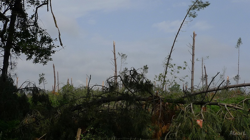 P1380004.JPG - Arbres cassés par la tempête de janvier 2009