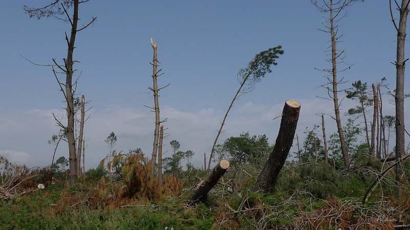 P1380005.JPG - Arbres cassés par la tempête de janvier 2009