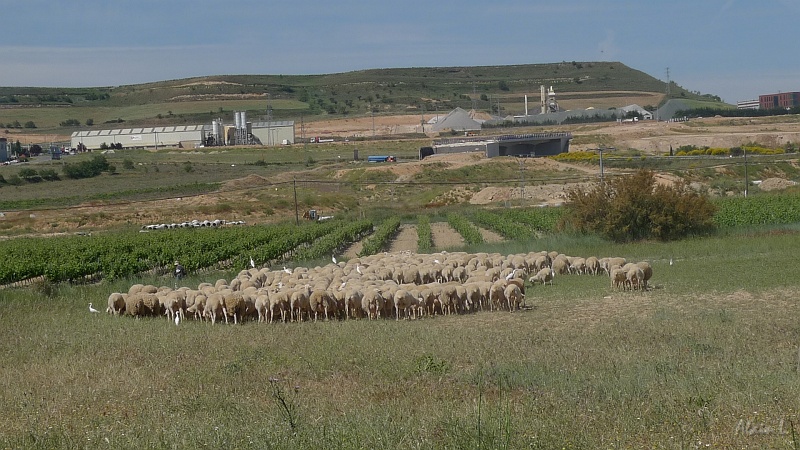 P1480014.JPG - Oiseaux juchés sur le dos des moutons