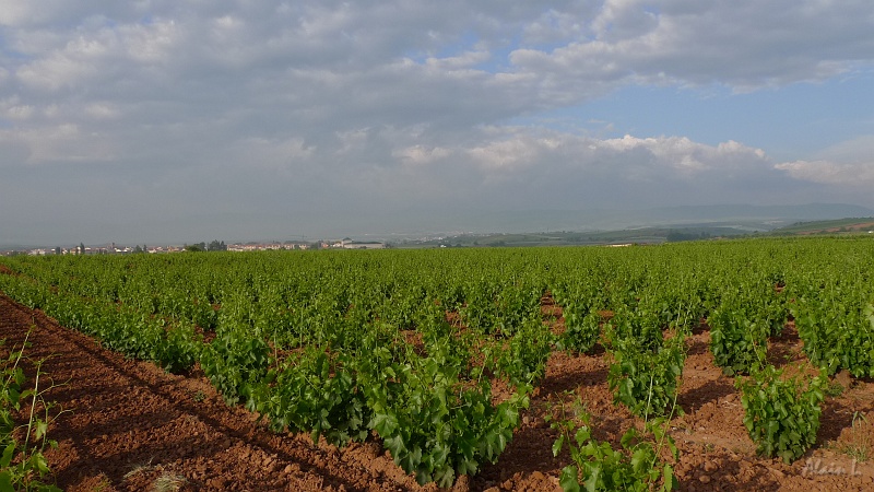 P1500003.JPG - Dernières vignes...