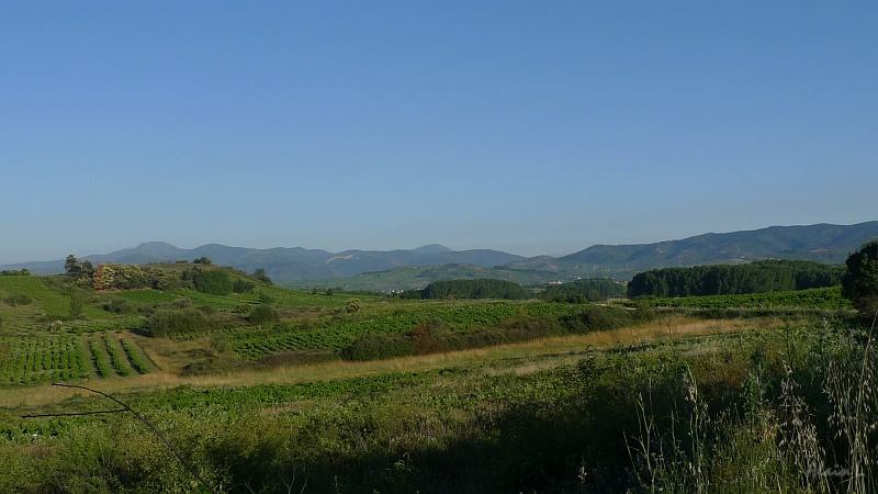 P1650008.JPG - Les vignes du Bierzo